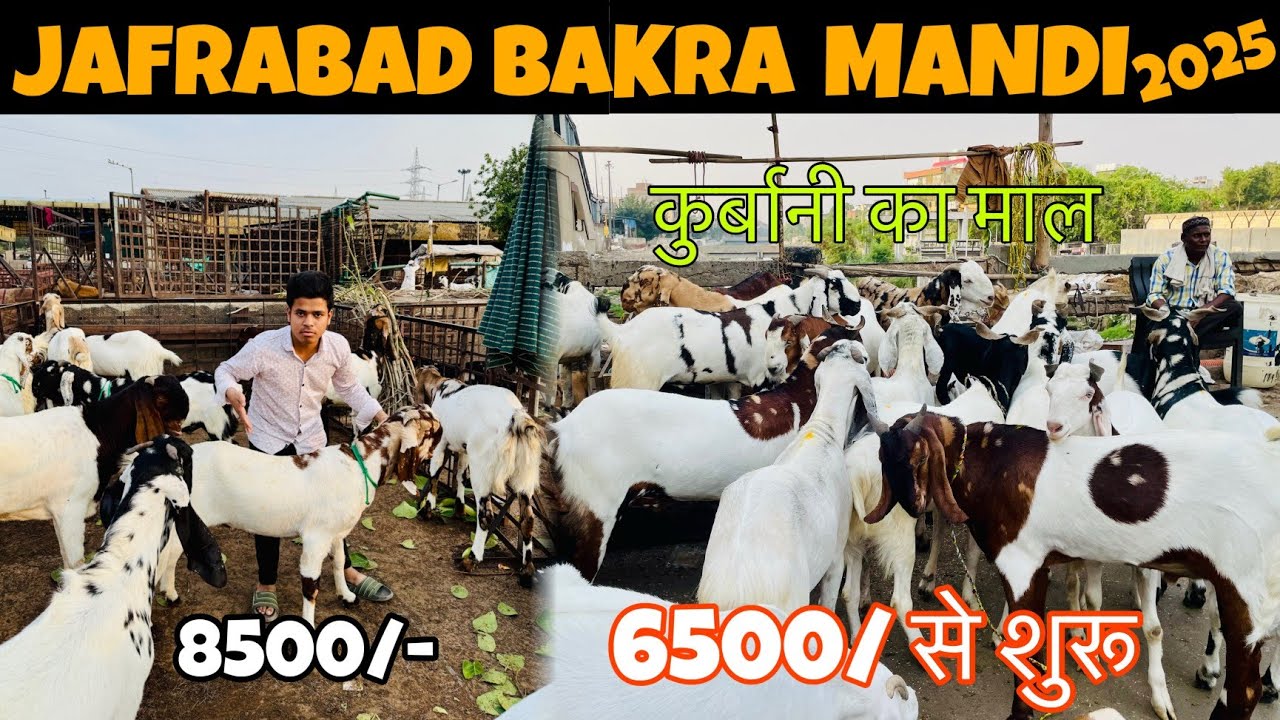 JAFRABAD BAKRA MANDI 2025 LATEST VIDEO | BAKRA MANDI JAFRABAD | DELHIBAKRA MANDI 2025
