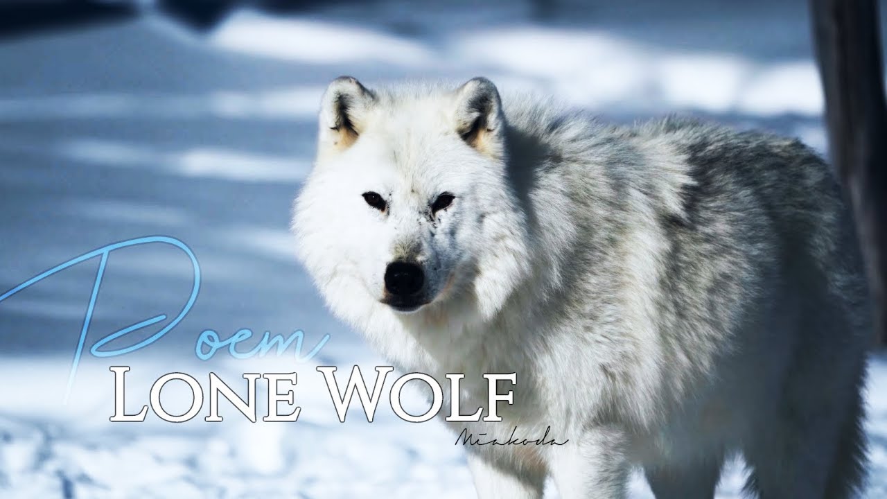 Lᴏɴᴇ Wᴏʟғ - 𝓟𝓸𝓮𝓶 | ʀᴇᴍᴀᴋᴇ