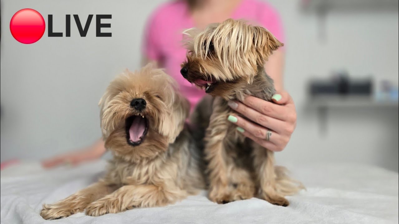 🔴 Live - Two Tiny Yorkies Grooming
