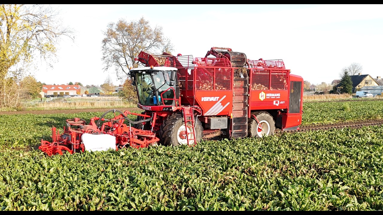 Bieten Rooien I Vervaet Q621 I Hermans Maasbree