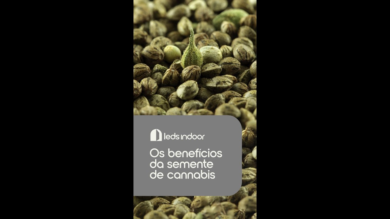Os benef&iacute;cios da semente de cannabis | #Shorts