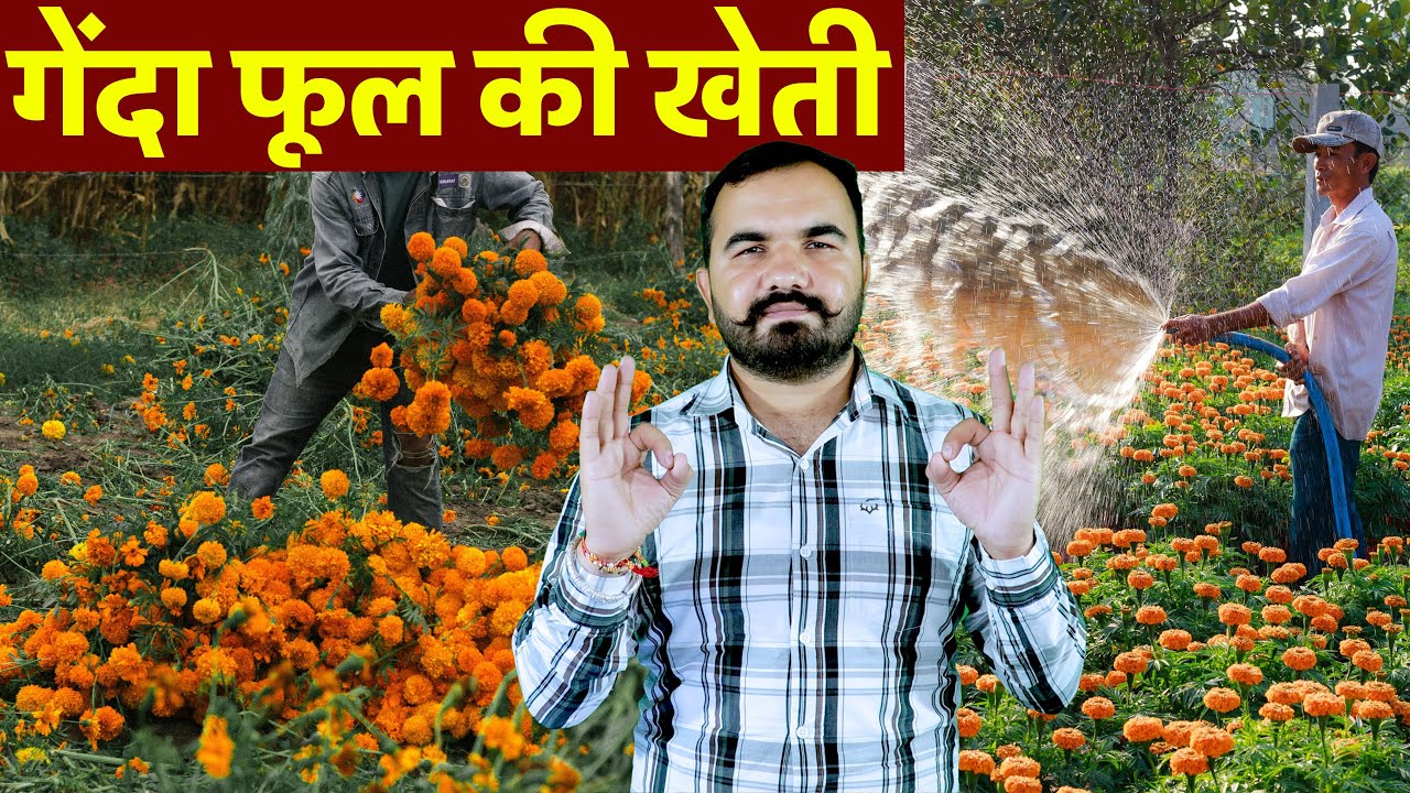 Marigold Flower Farming | गेंदा फूल की खेती | Flower Market Demand & Profit | Marigold Cultivation