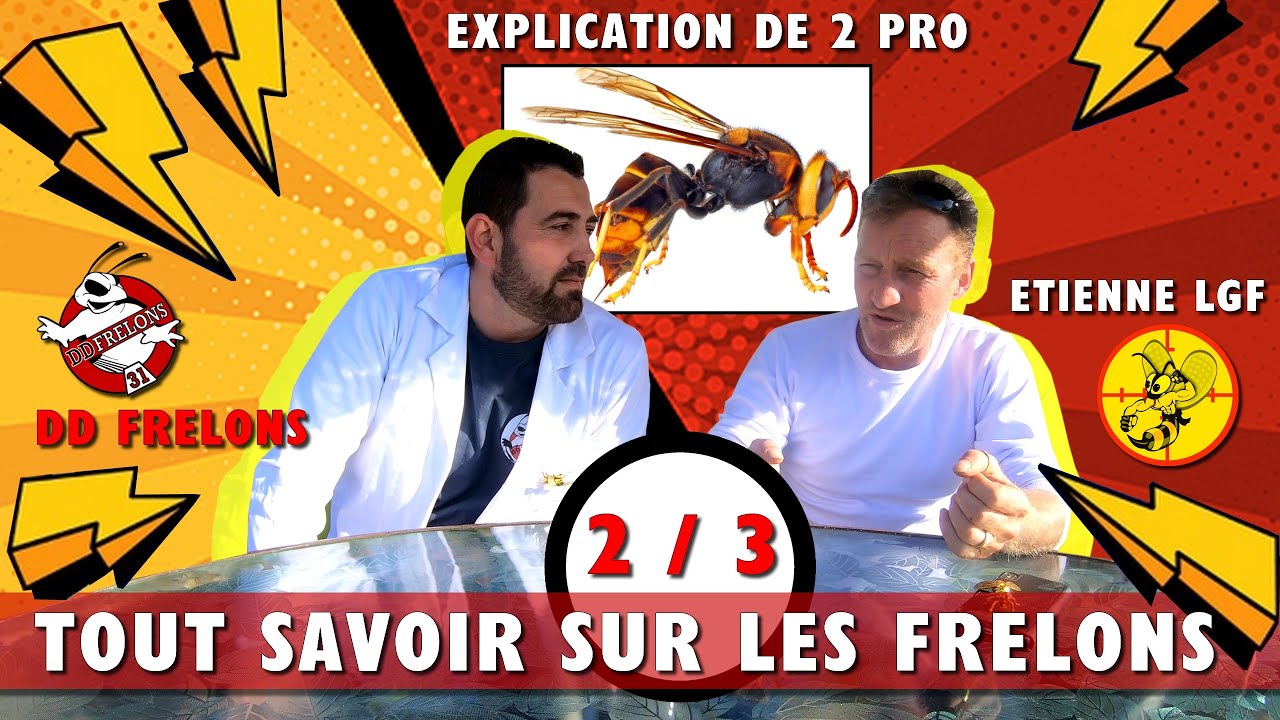 2/3 Tout SAVOIR sur le FRELON ASIATIQUE avec 2 PRO ( Etienne LGF )