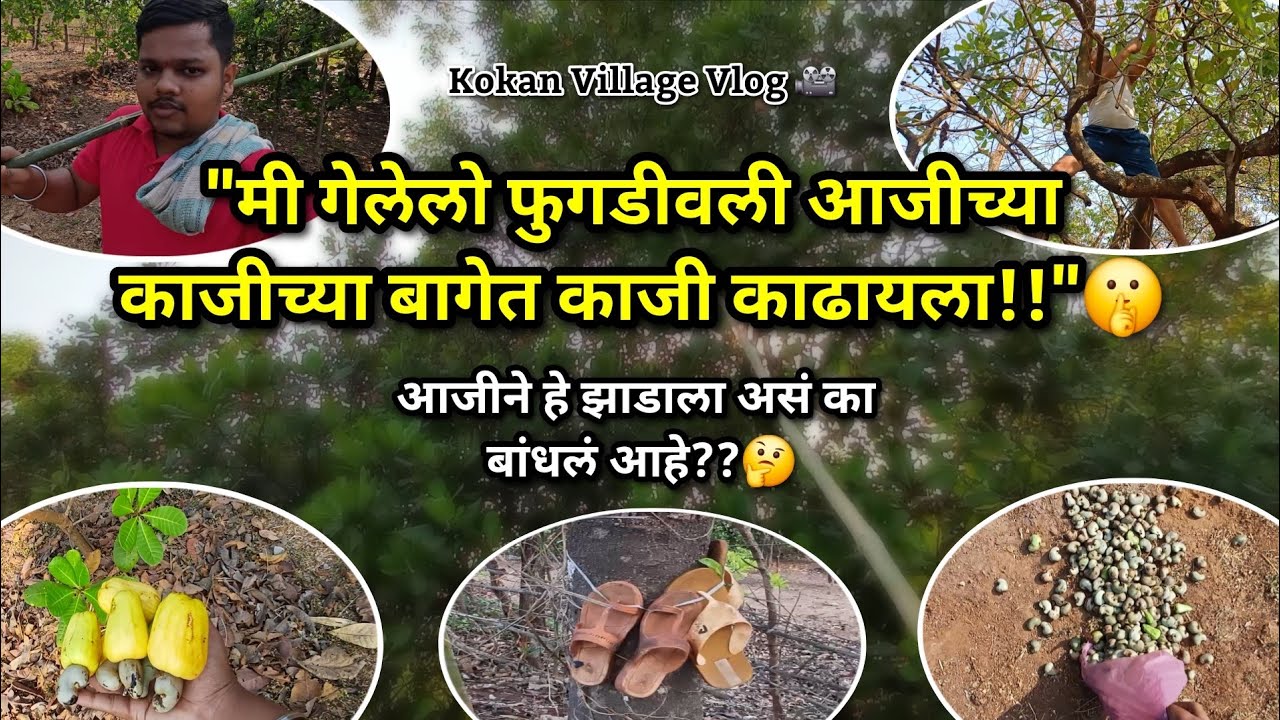 फुगडीवली आजीच्या काजीच्या बागेतल्या काजी काढल्या🤫 | Kokan Vlog 🎥 #kokan #village #safar_kokanatli 