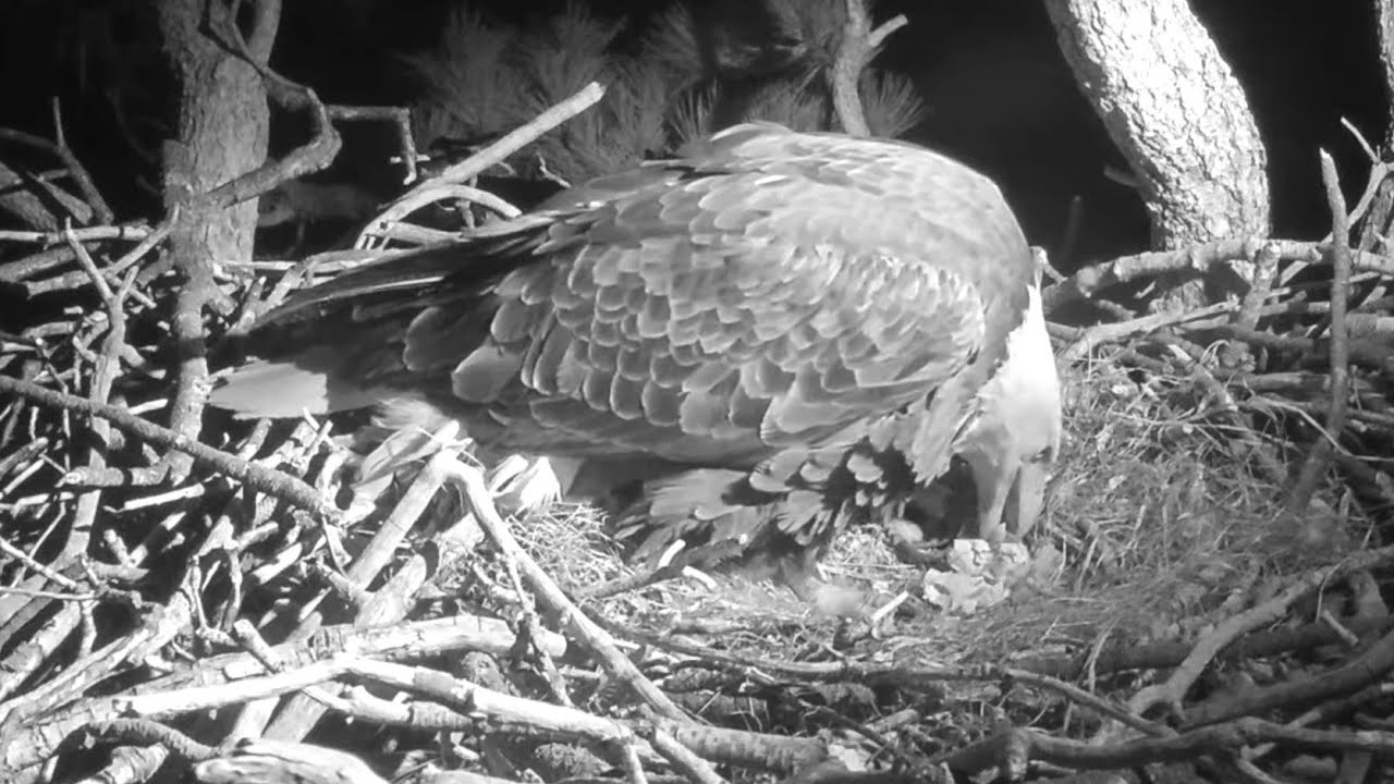 FOBBV Cam~😭☹️The second egg is lost~1:33 AM 2026/01/31