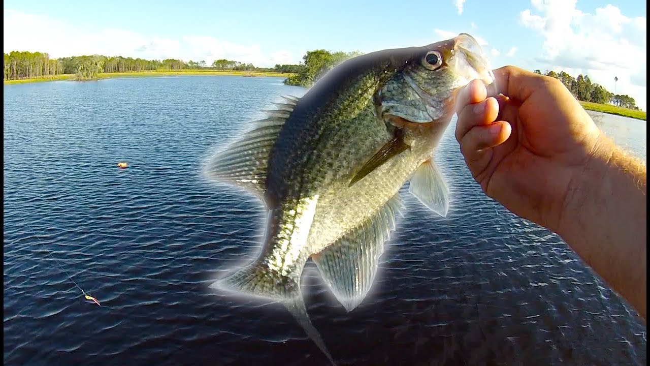 Crappie Fishing SINGLE POLE jiggin'!