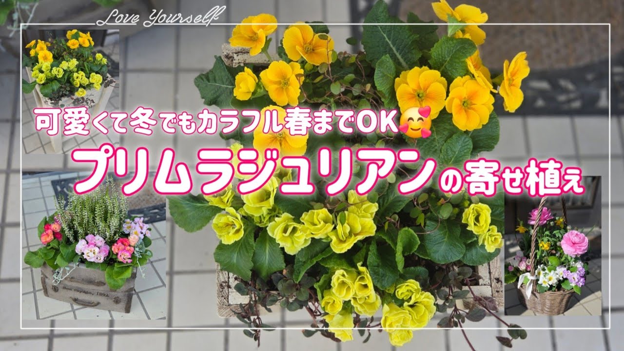 可愛いジュリアンがいっぱい💕【冬～春の寄せ植え】寒いのに春みたい😆
