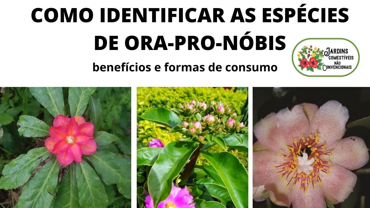 COMO IDENTIFICAR AS ESPÉCIES DE ORA-PRO-NÓBIS, BENEFICIOS E FORMAS DE CONSUMO