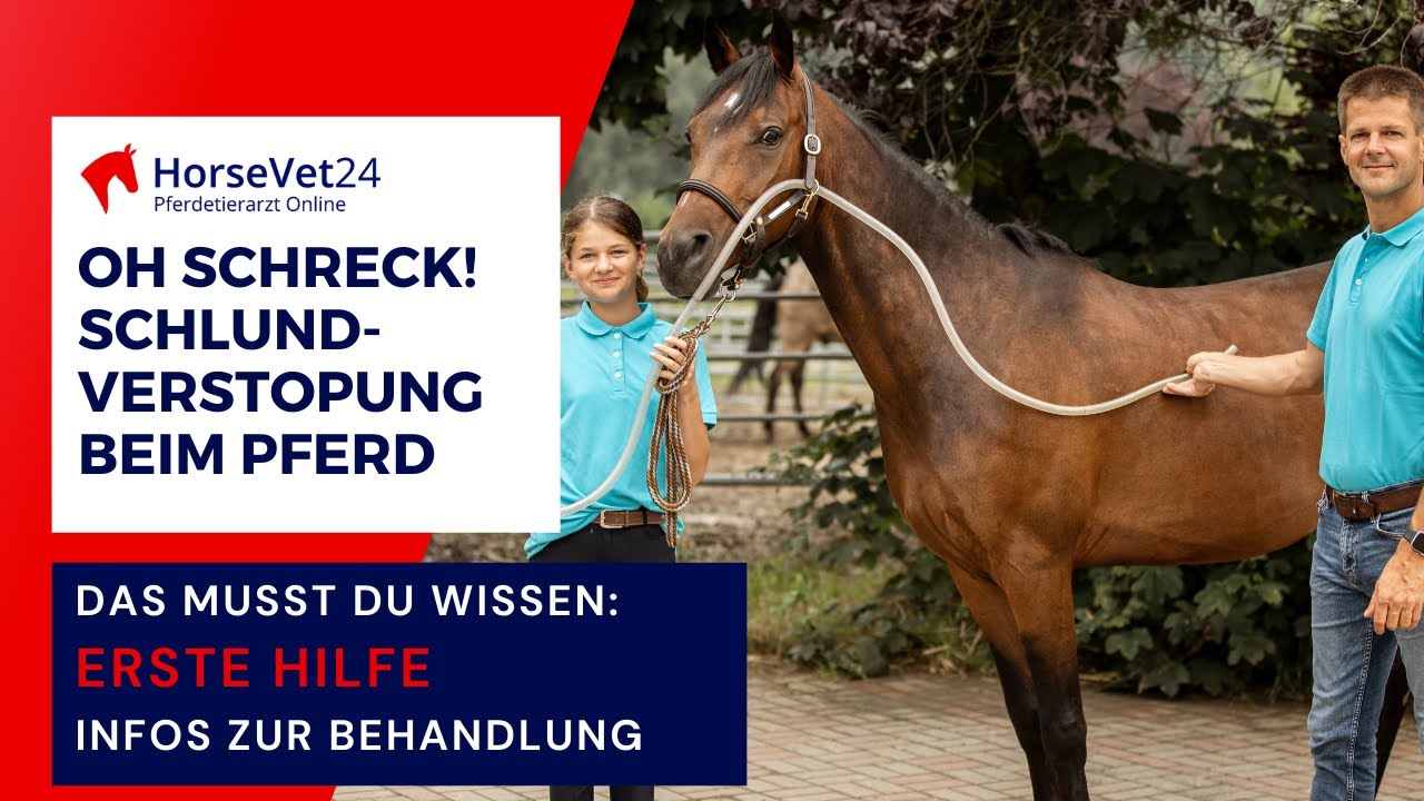 Schlundverstopfung beim Pferd erkennen, erste Hilfe und Behandlung / HorseVet24