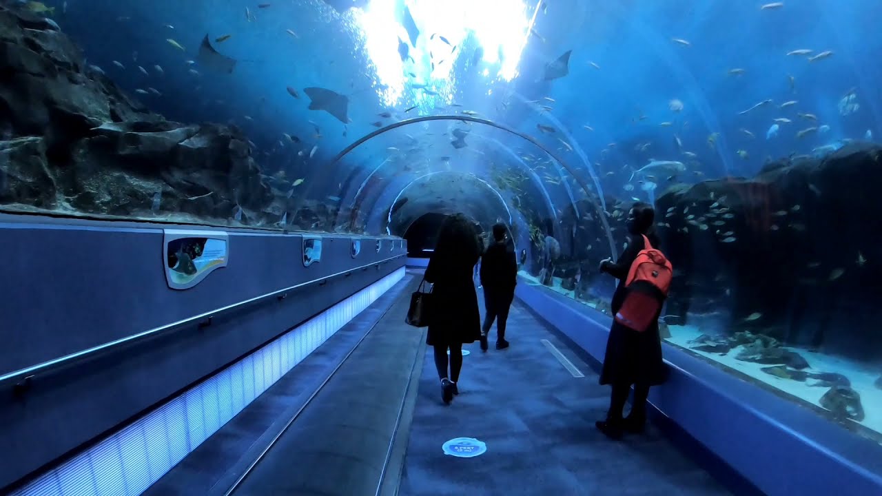 Georgia Aquarium, 2020
