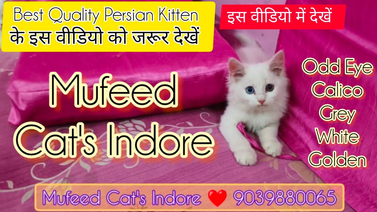 Mufeed's Kitten Enjoying Sunday 🐈😺 #Indore_Cat #Cat_Food_In_Indore #Persian_cat Mufeed Cat's Indore