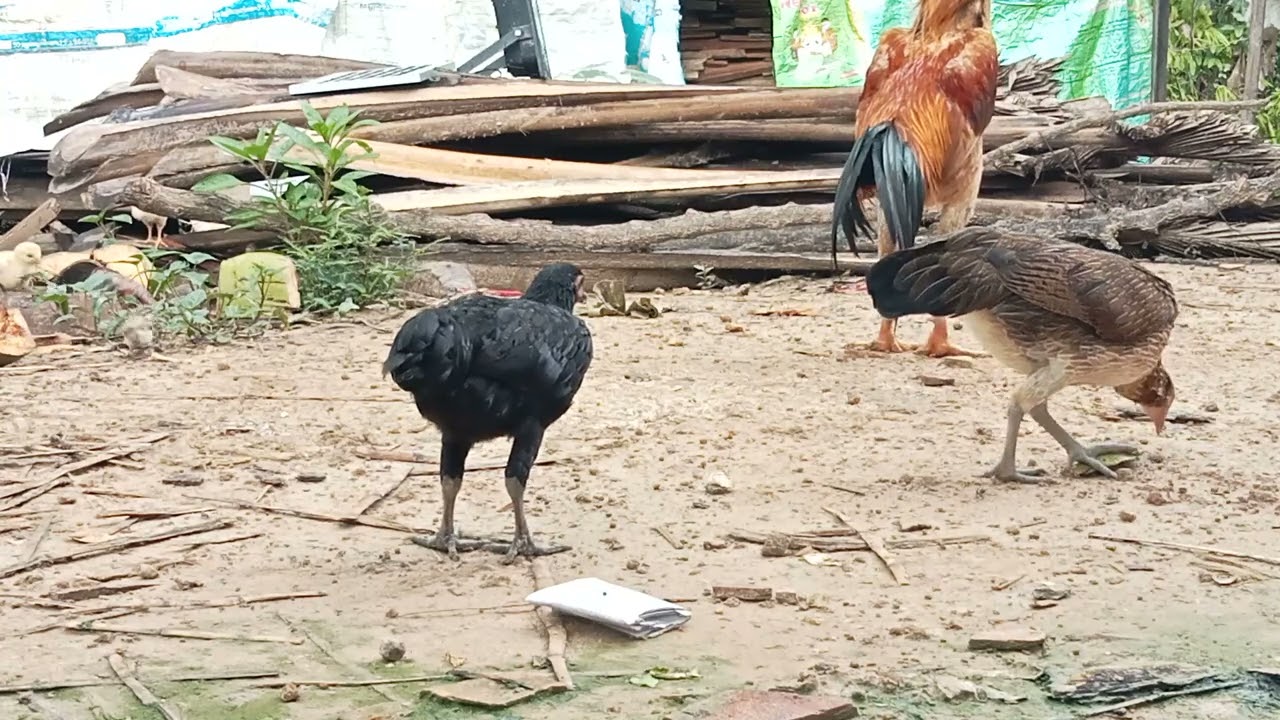 11-9-25 chicken find food TV of Birds 