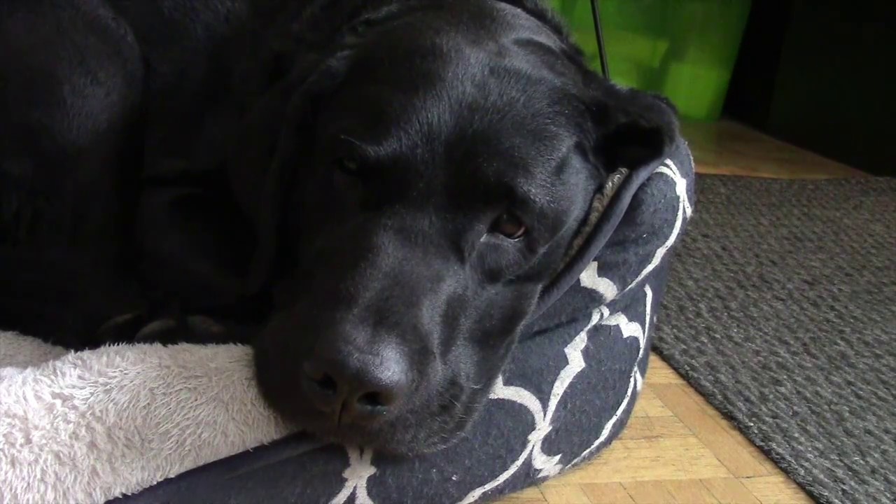Bringing a service dog (or any dog) from Canada to the UK (Episode 9)