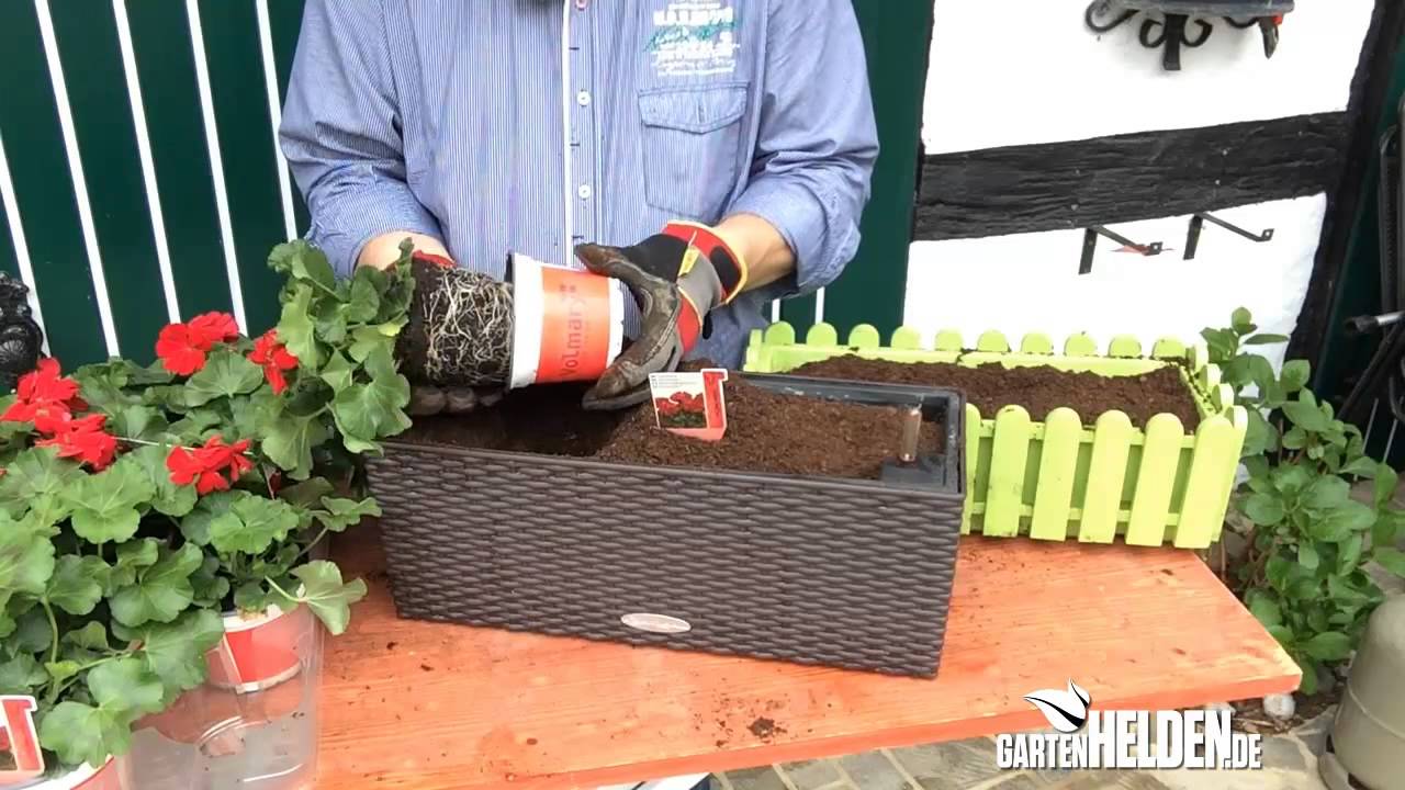 Geranien in die Kästen - gartenHELDEN 38