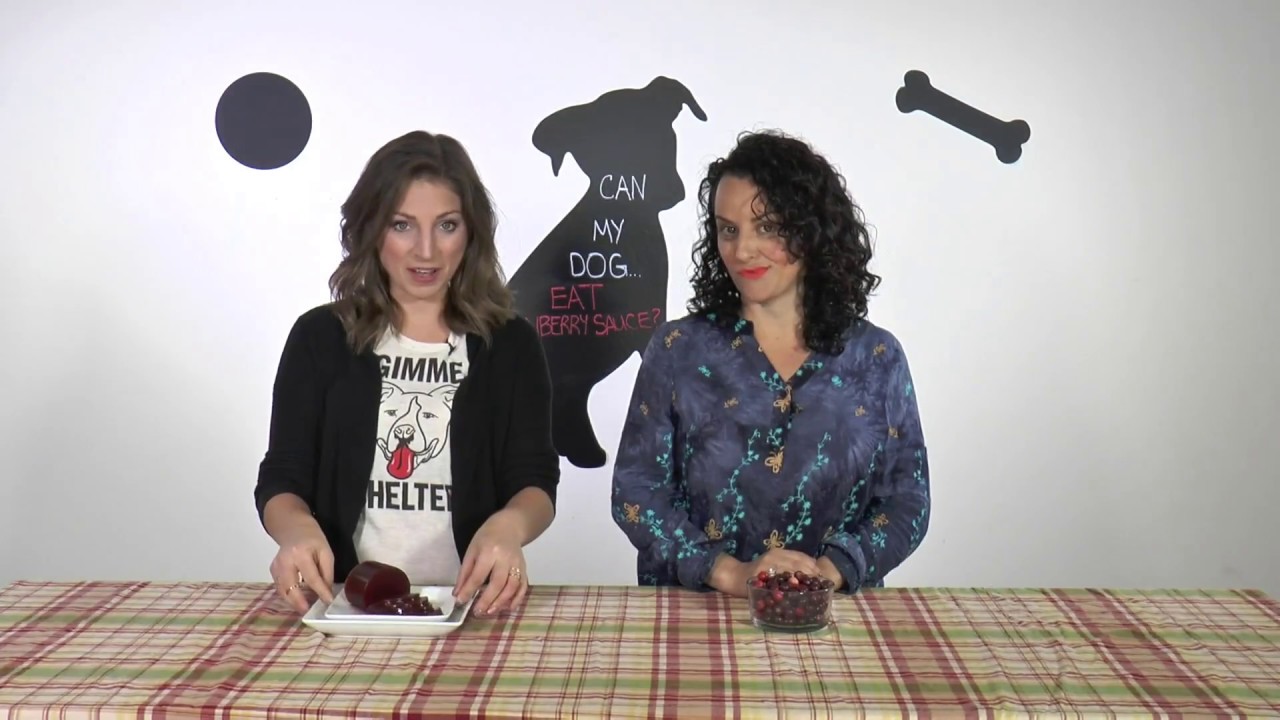 Can My Dog Show - Can My Dog Eat Cranberry Sauce? - Is Cranberry Sauce Safe For Dogs?
