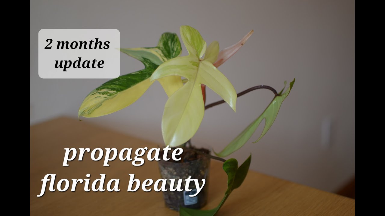#8 - propagating philodendron florida beauty