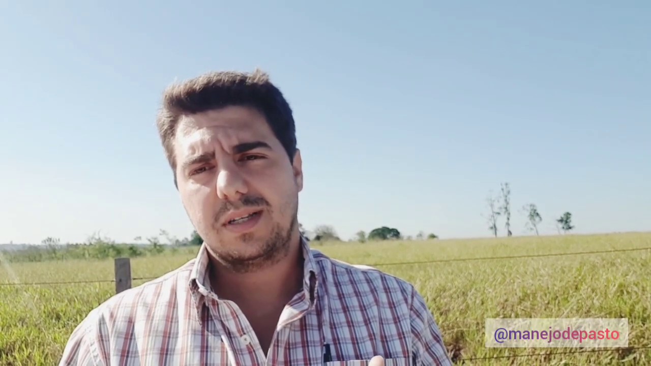 O QUE ACONTECE COM O PASTO NA SECA? O QUE FAZER?