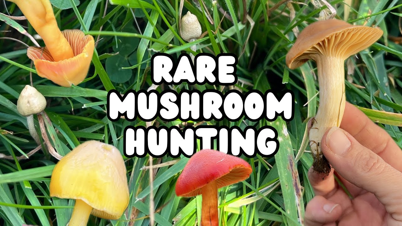 Mushroom Foraging in November | UK Wild Food
