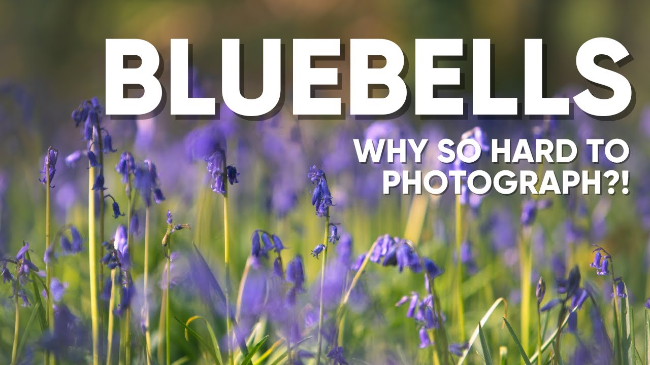 Bluebells | Why is something so pretty, so hard to photograph?! 🫨