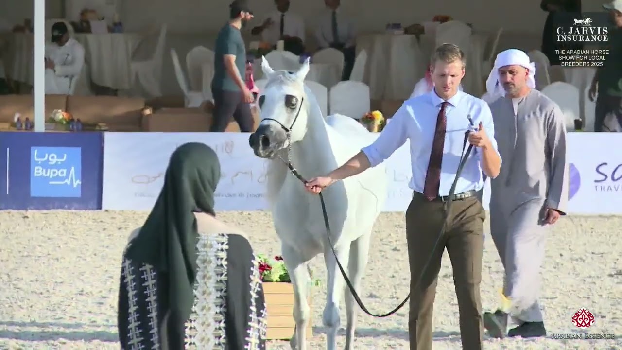 N 273 SK KHALIFA   The Arabian Horse Show For Local Breeders 2025   Colts 3 Years Old Class 8
