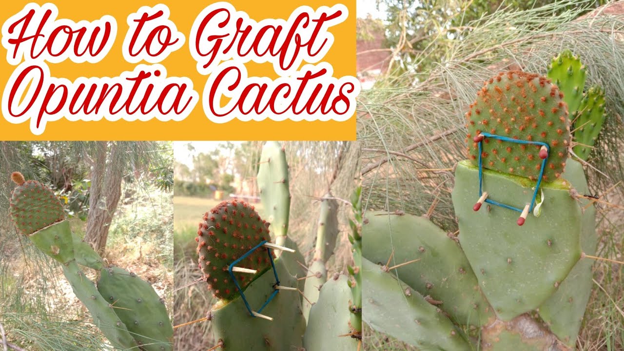 Grafting of Bunny Ears on Prickly Pears cactus | Opuntia cactus Grafting | Gardening and Junk Art