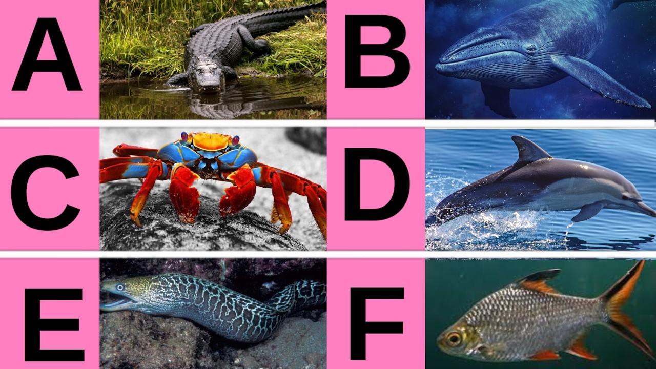 Водные животные от А до Я 🌊🐠 | Морские животные от А до Я с указанием их применения | Водные живо...