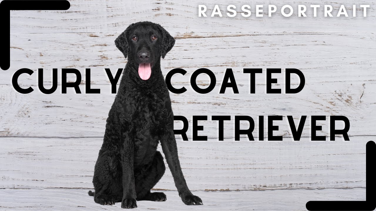 CURLY COATED Retriever - Geschichte, Charakter & Haltung [Rassecheck]