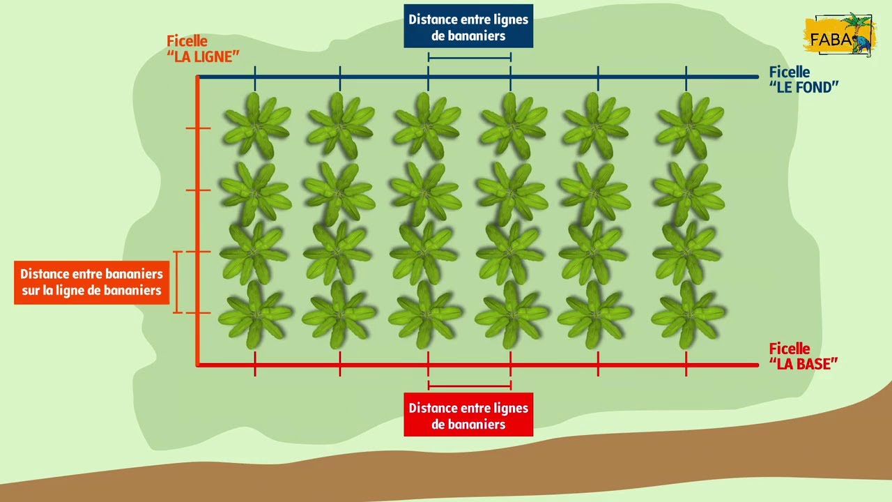 FABA - Installer ses bananiers plantains : préparer, piqueter, planter !