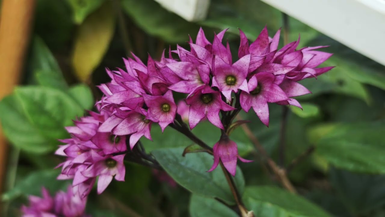 红花龍吐珠