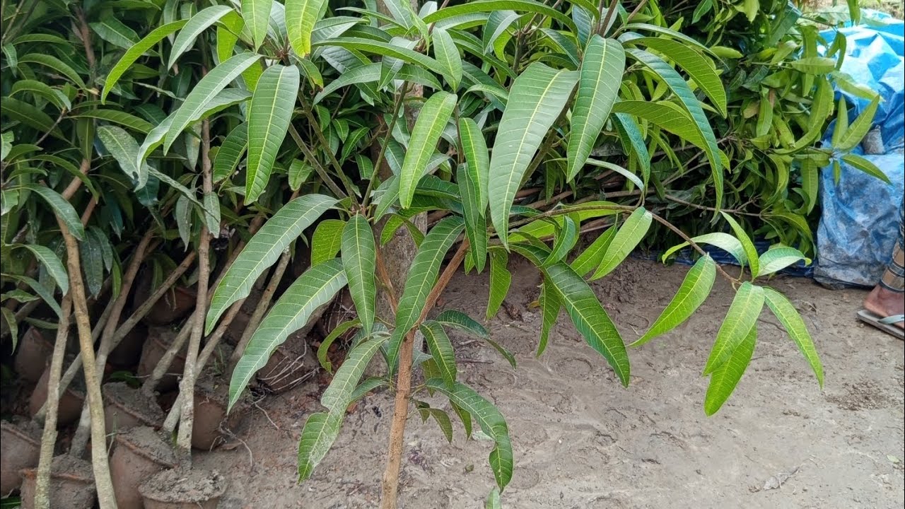 ৬ ইঞ্চি টিপে আমের চারা গাছ কিনুন যোগাযোগ করুন  01773725779 ফোনে কল অথবা ইমু  হোয়াটসঅ্যাপে কল করুন 