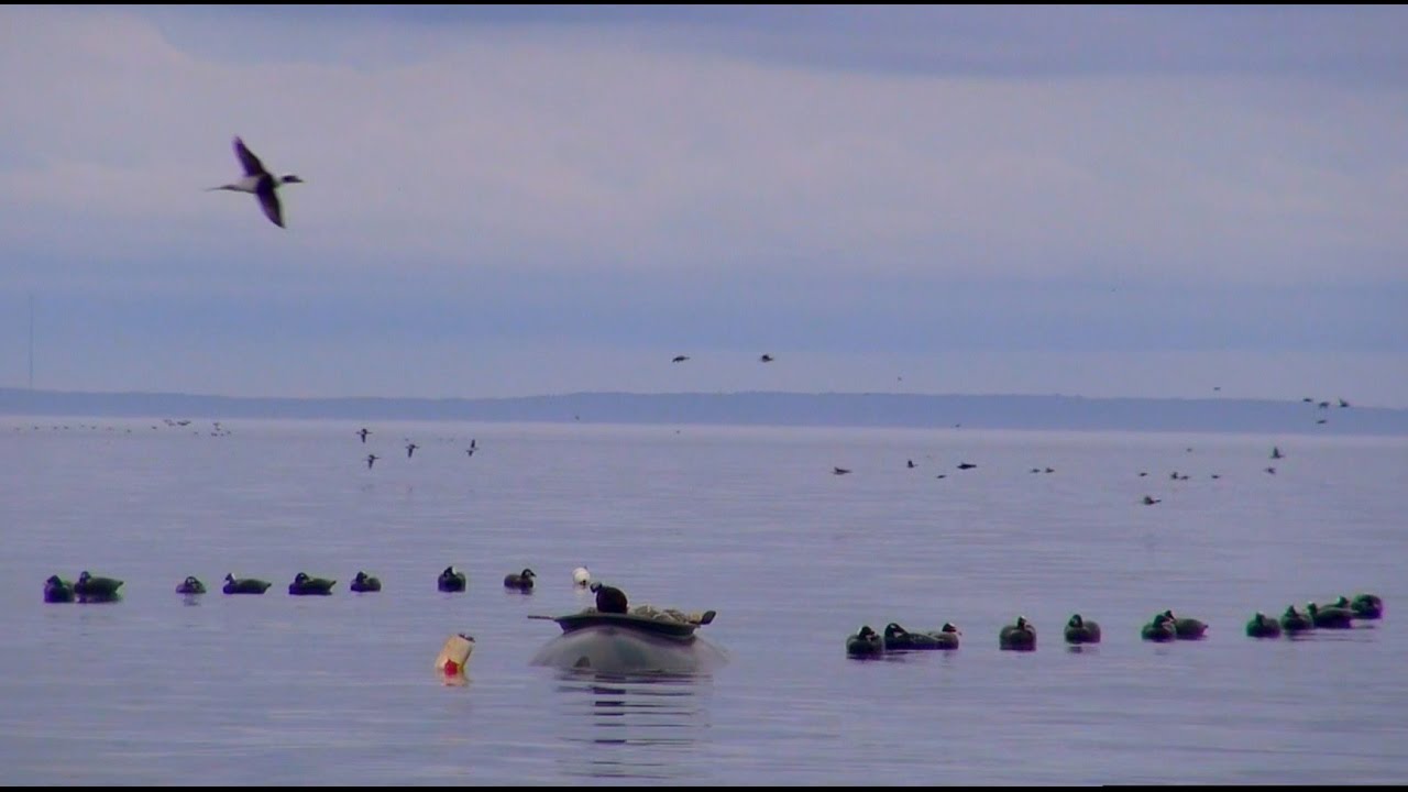 Sea duck hunting with Master Guide Capt. Ruben Perez.  Action packed Maine Eider, and sea ducks.