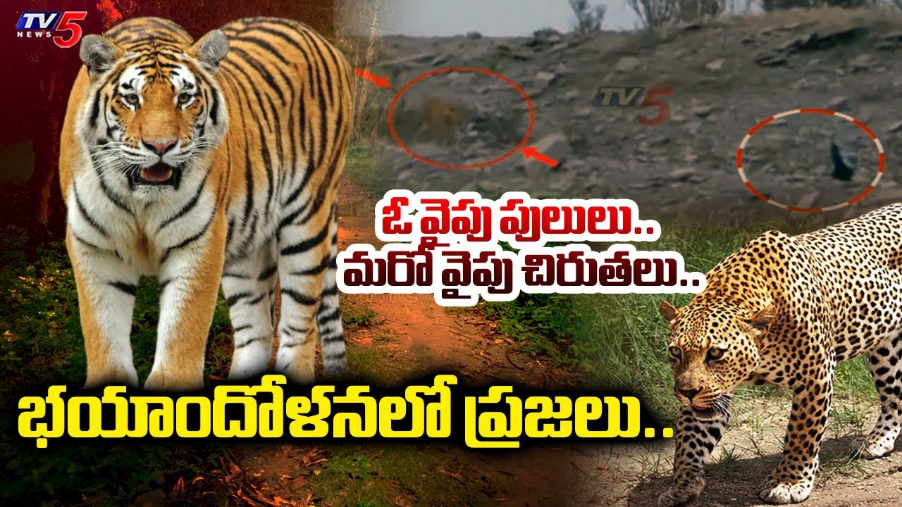 Leopard Movement At Velugodu Balancing Reservoir In Nandyal District | TV5 News
