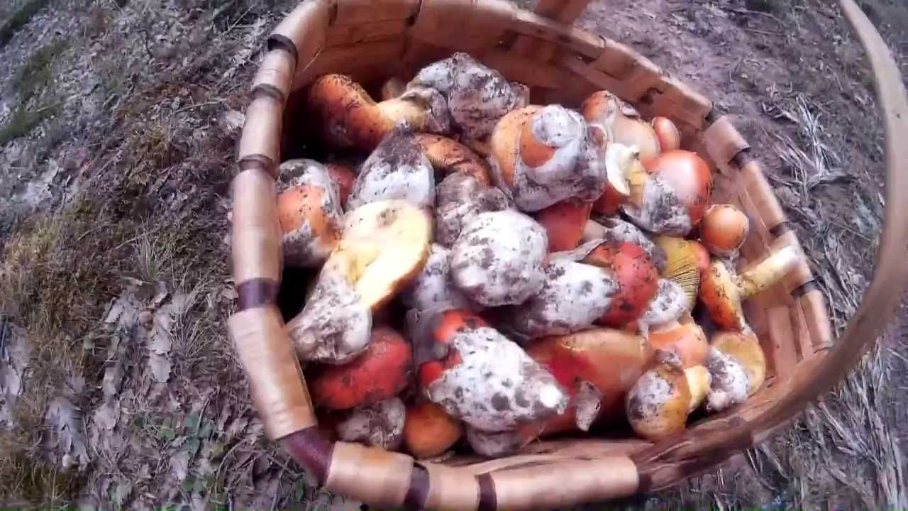 Amanita caesarea 2015 [HD]