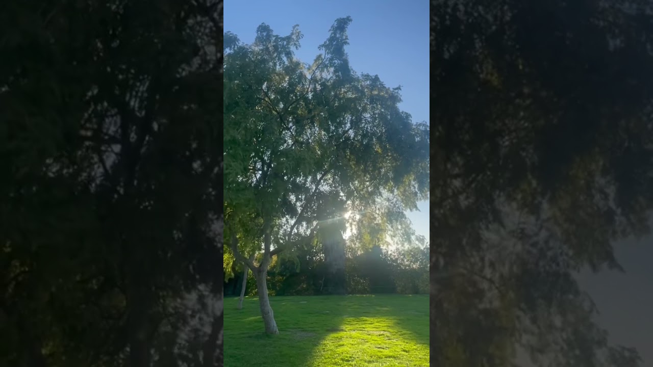 Solitude sunbeam #beats #birdsong #music