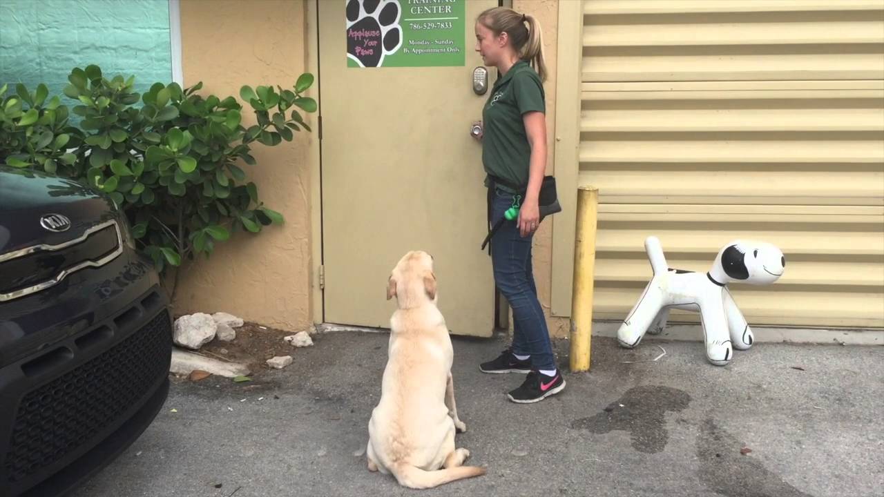 Dog Trainers Miami - Board and Train - Chloe Off Leash Obedience