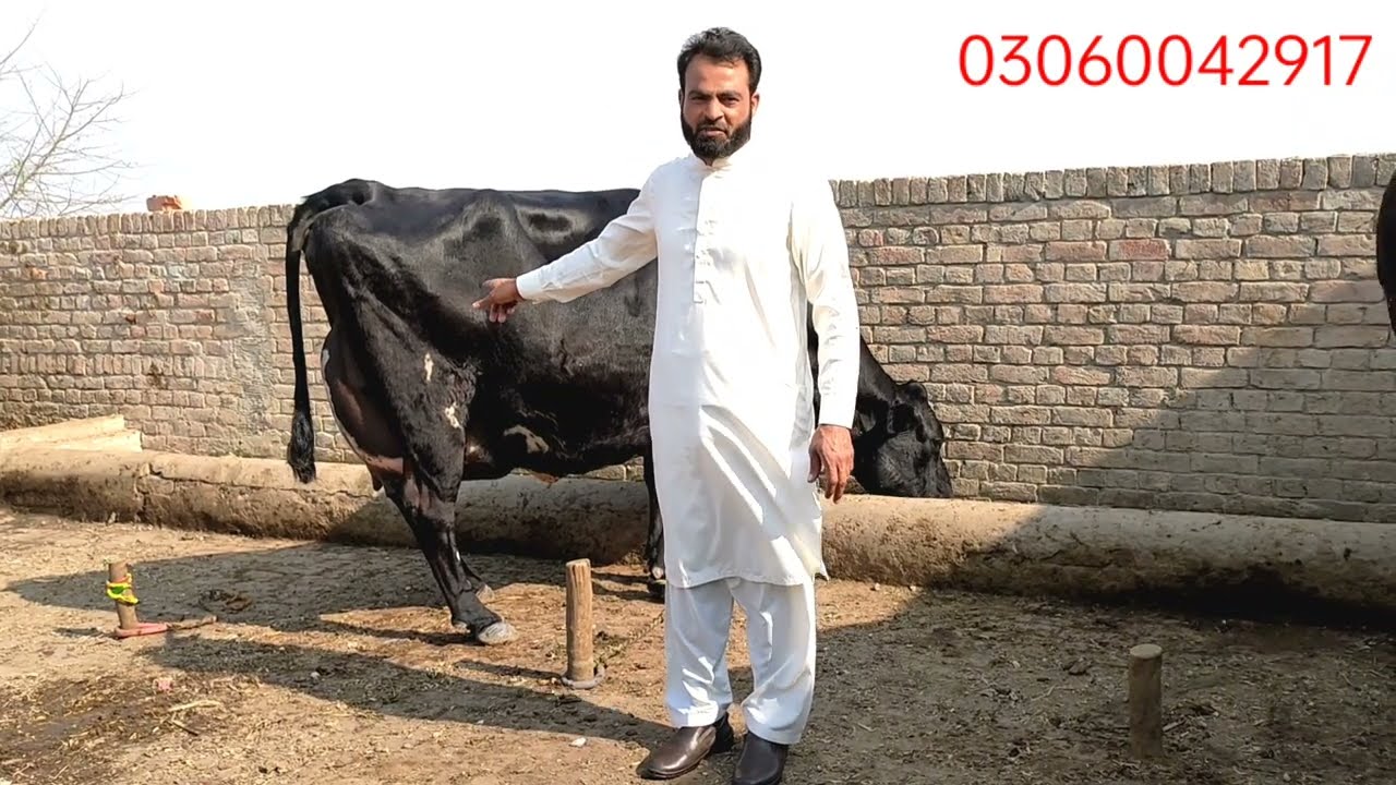 Jersey friesian cow in pakpattan Punjab Pakistan | top class cow|14,02,2022