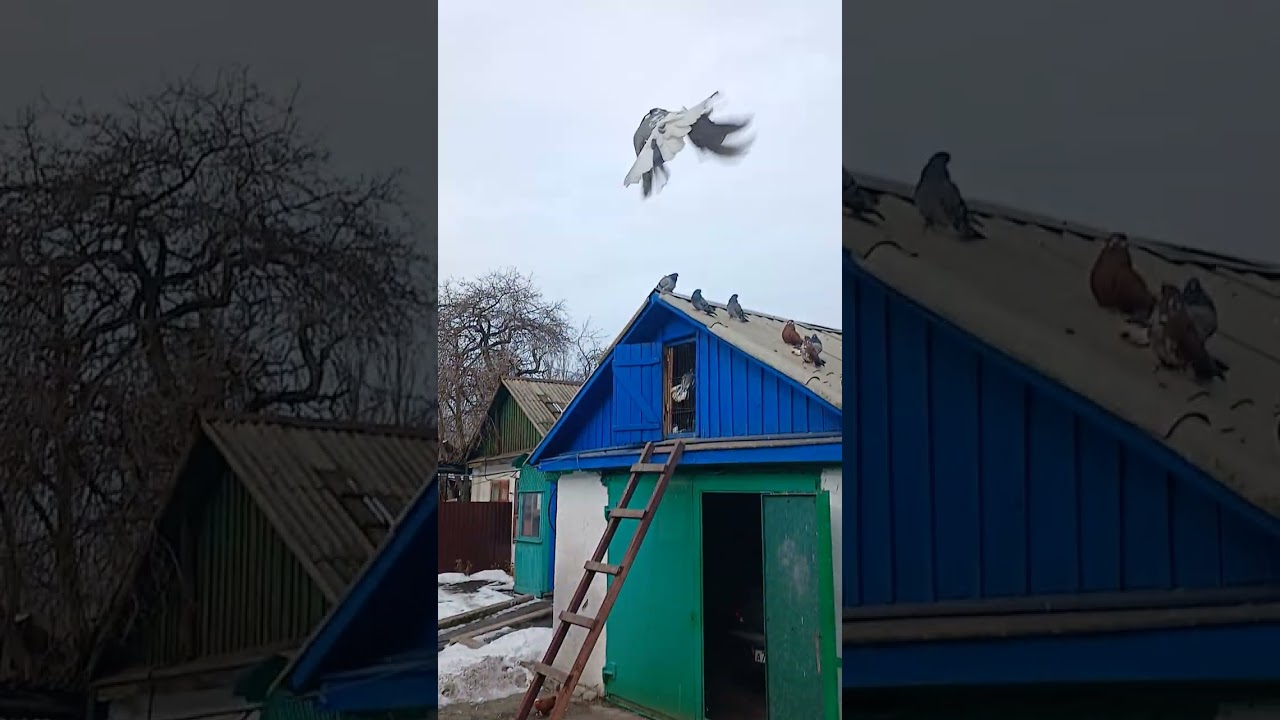 Голуби Горловки . Алексея подарок 