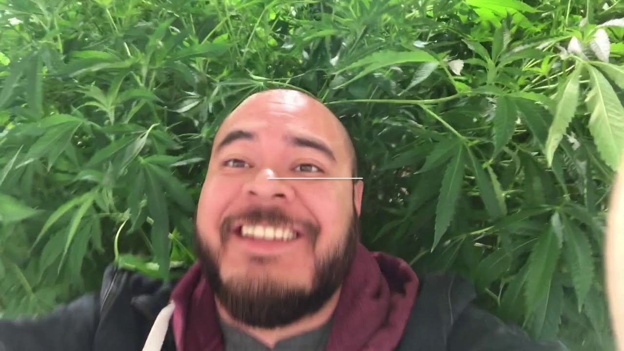 Become  A Cannabis Nursery Expert