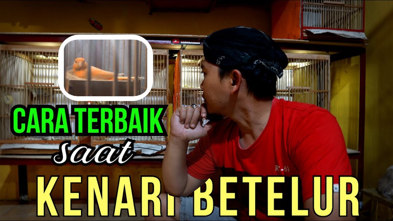 Tindakan Terbaik ..!! Saat Kenari Betelur Supaya Menetas Dengan Baik