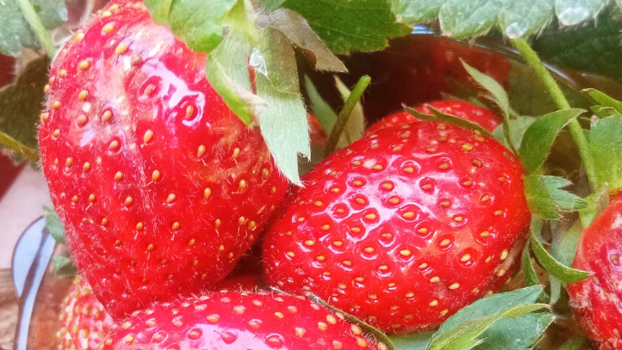 Deepa Home Garden is live|#live#gardeningtips#nature