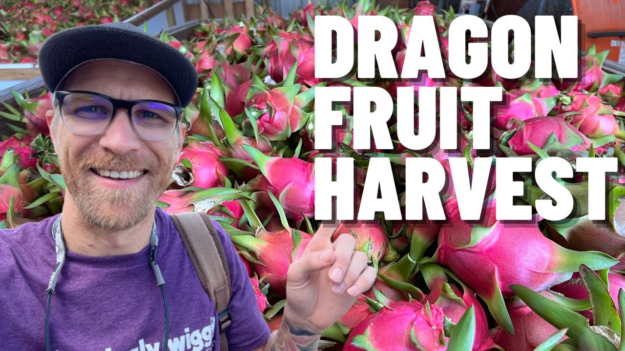 How to Harvest Dragon Fruit 