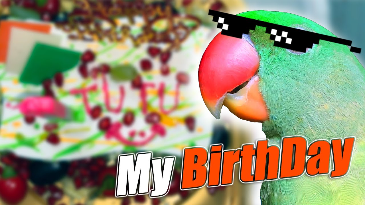 Tutu & Piplu's Birthday 🥳 || Tutu talking Parrots