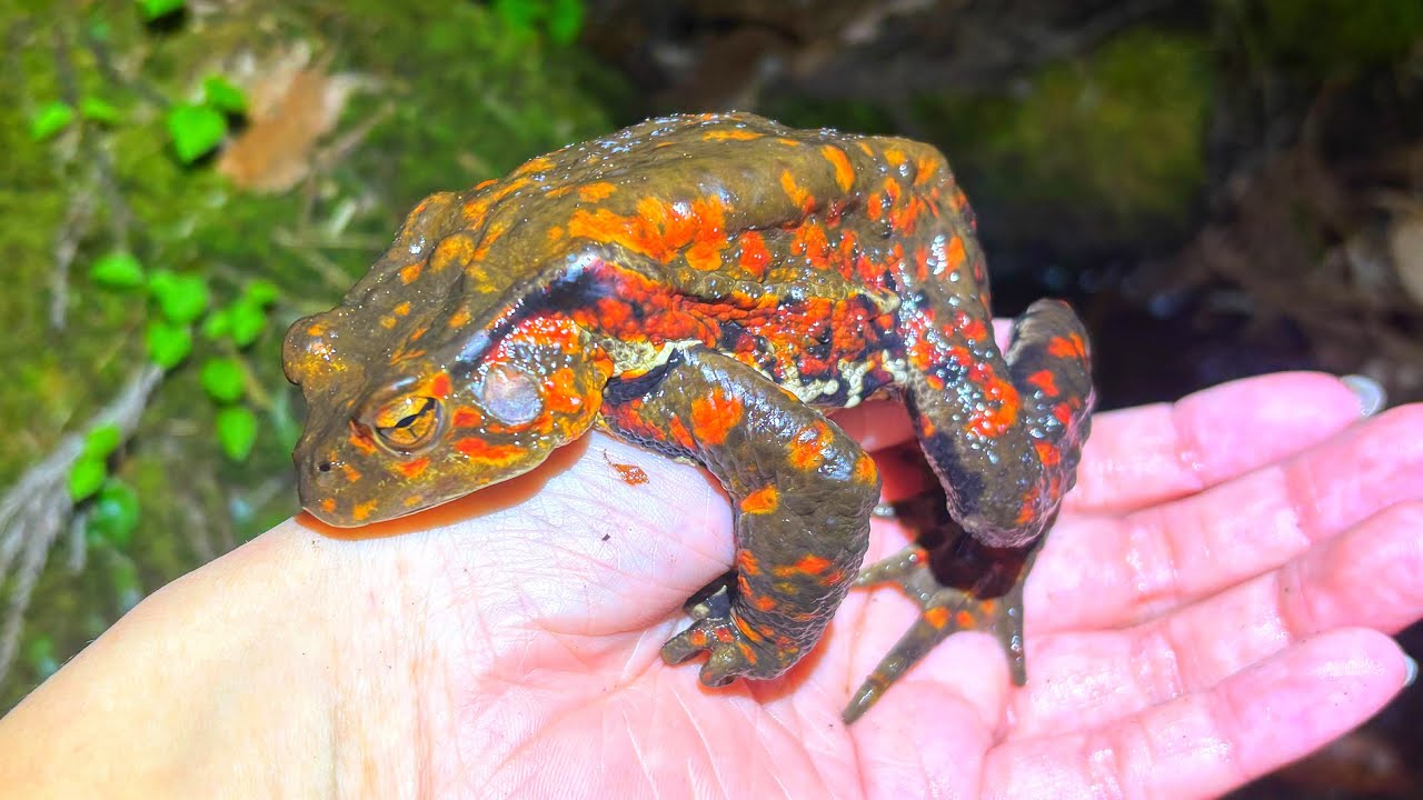 病気？突然変異？謎のカエルを捕まえた