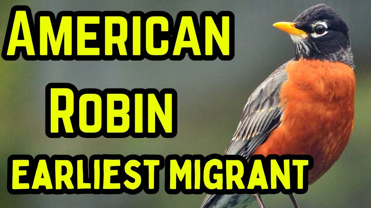 American Robin Migration: Mini Documentary, Food, Habitat, Attracting them to your Yard