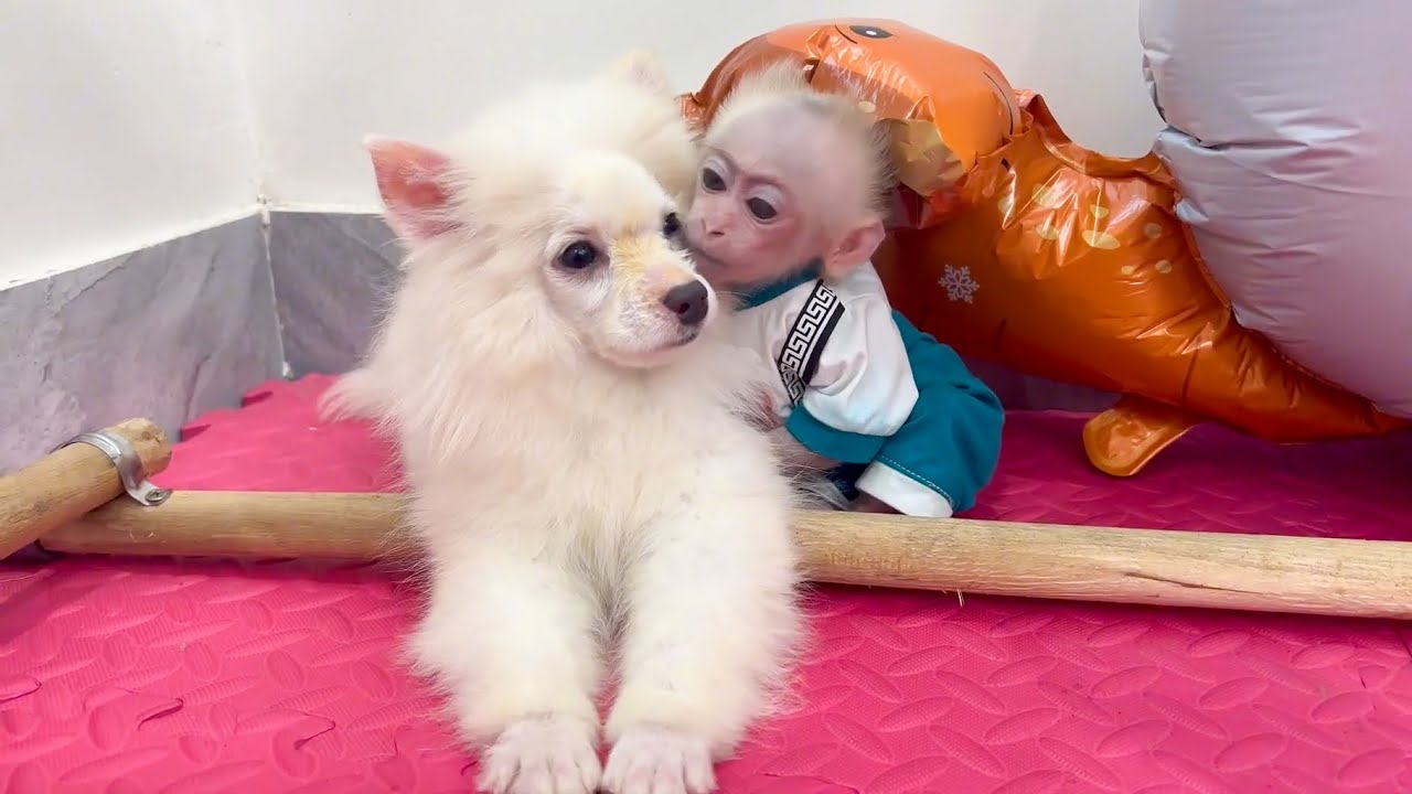 Baby Monkey always wants to be with the puppy to have fun and be friends