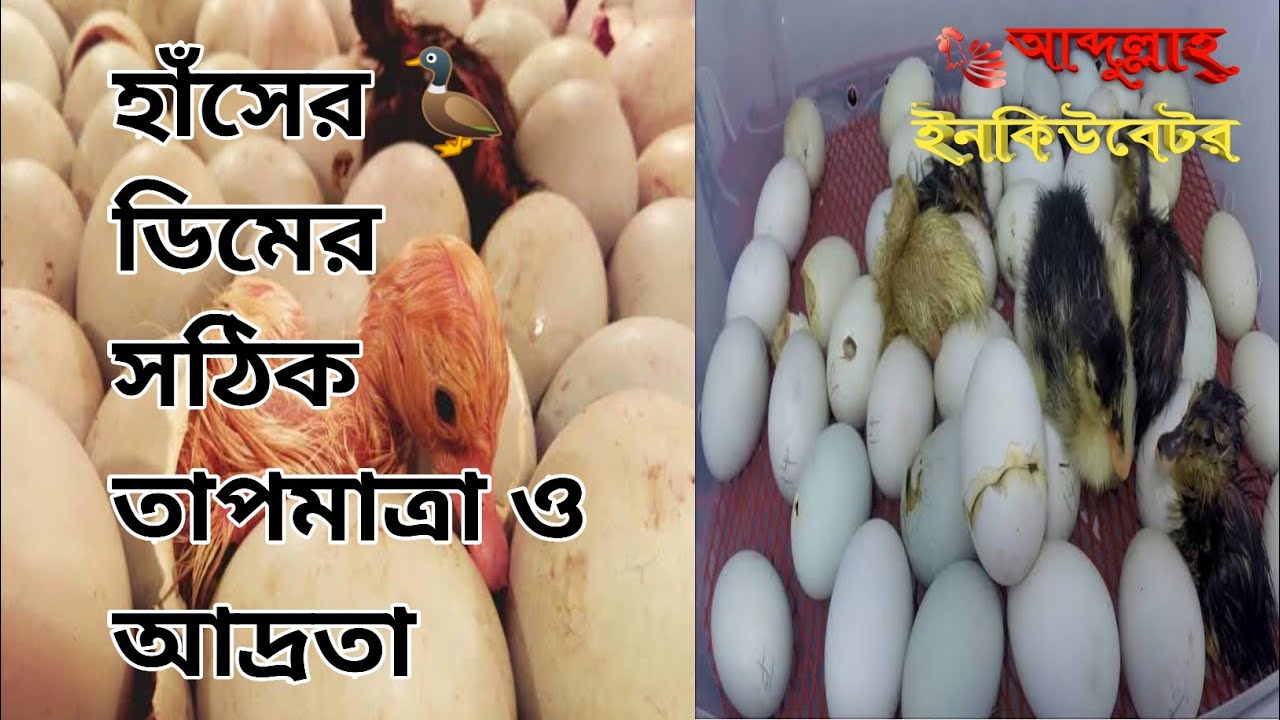 হাঁসের ডিম ফুটানোর ইনকিউবেটরের সঠিক তাপমাত্রা ও আদ্রতা। #Abdullah_incubator #YouTube #BD