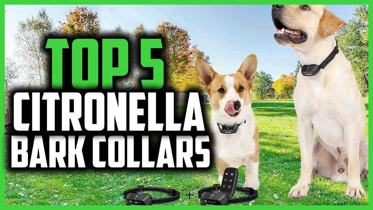 ✅Top 5 Best Citronella Bark Collars in 2024