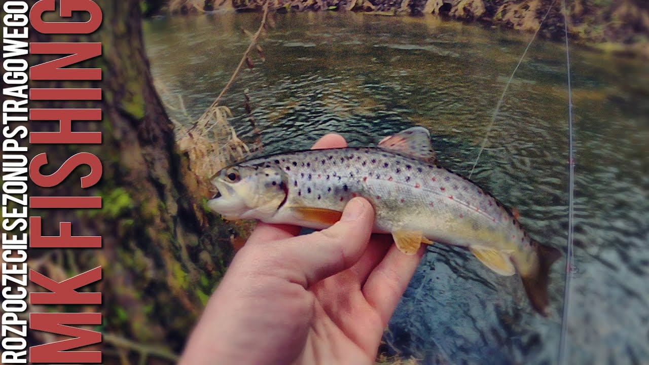 Wędkarstwo Spinningowe | ROZPOCZĘCIE SEZONU PSTRĄGOWEGO 2020 | [ODC.01/2020] MK FISHING