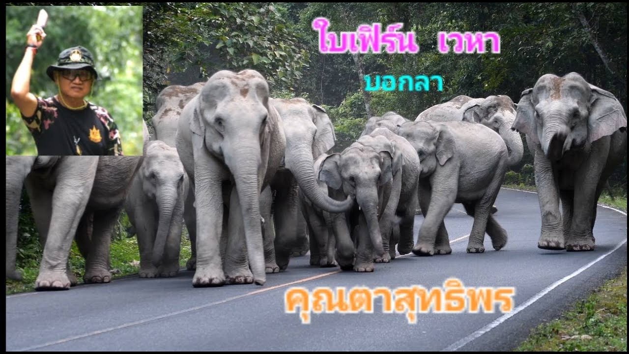 ตื่นตา โขลงช้างป่ามาบอกลาคุณสิทธิพร (พลายสุ ล่องไพร)
