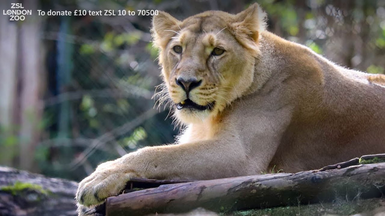 A warm welcome to London Zoo's new lioness, Arya!